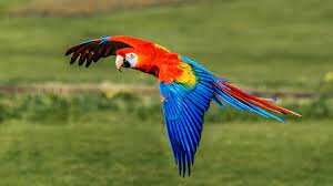 Macaw Parrot Price in India